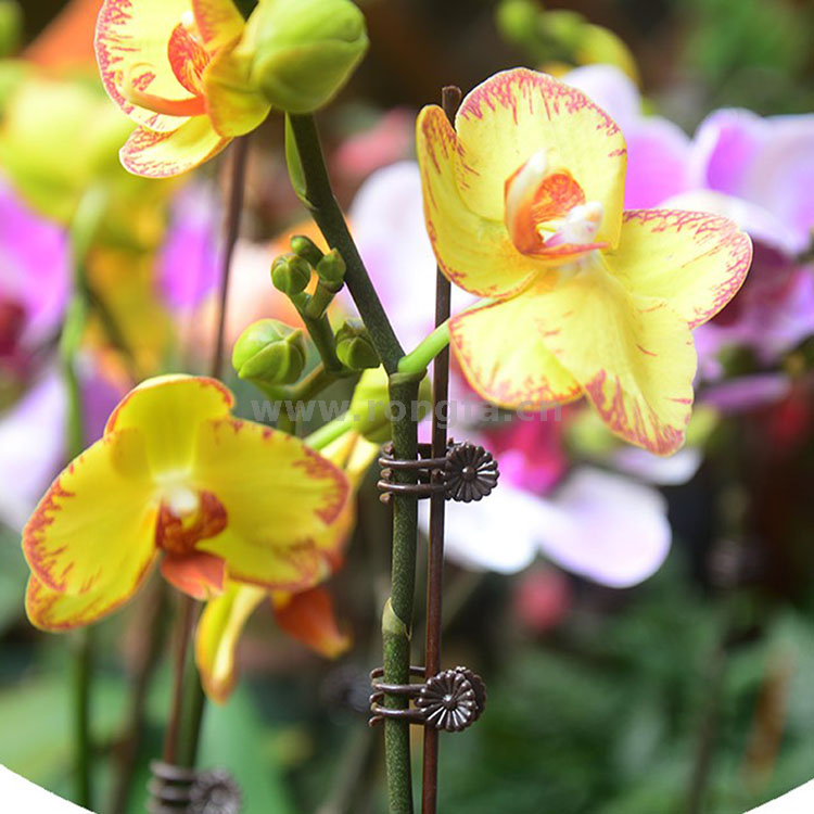 Garden Plants Orchid Clips