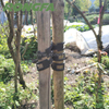 Heavy Adjustable Tree Chain Strap 