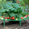 Garden Plants Strawberry Growing Plastic Frame