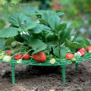 Garden Plants Strawberry Growing Frame